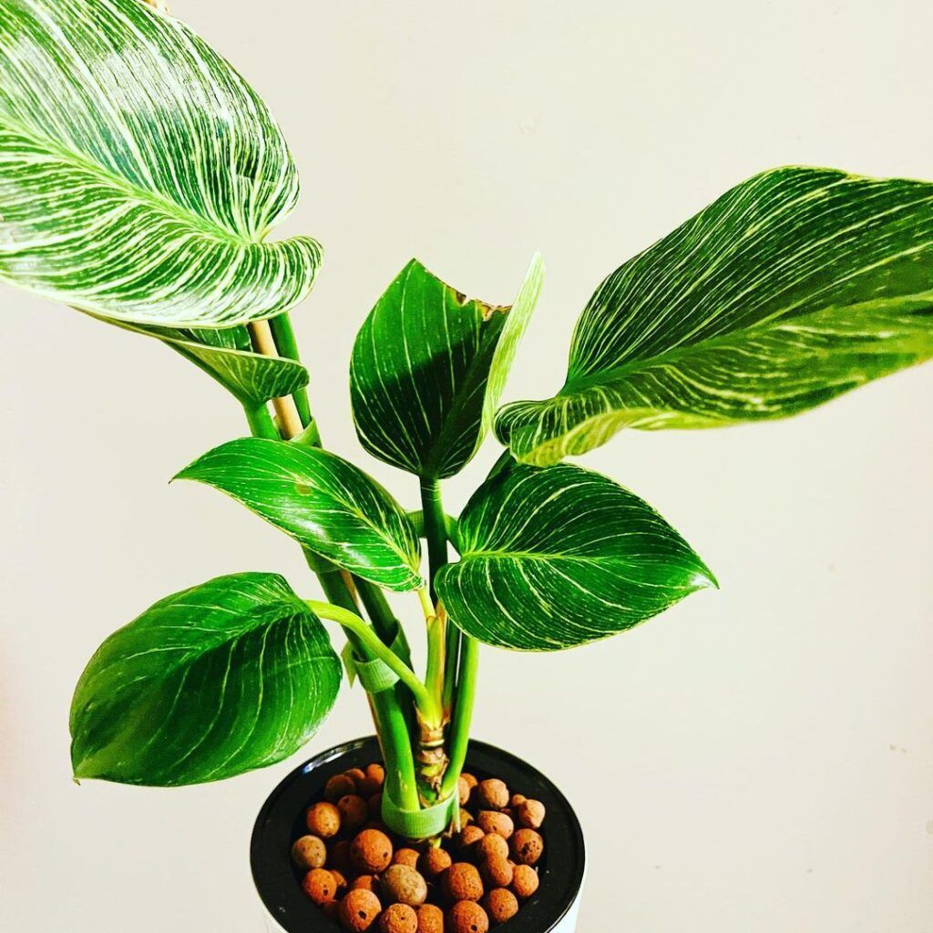 Houseplants for Beginners - VELCRO® Brand Garden Ties