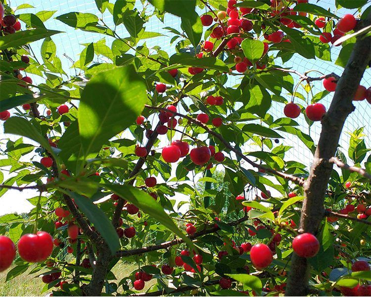 cherry on tree