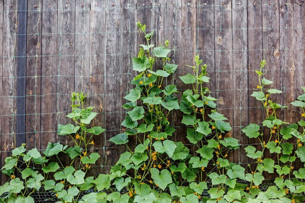 Cucumbers growing up a wire trellis along a wooden fence.