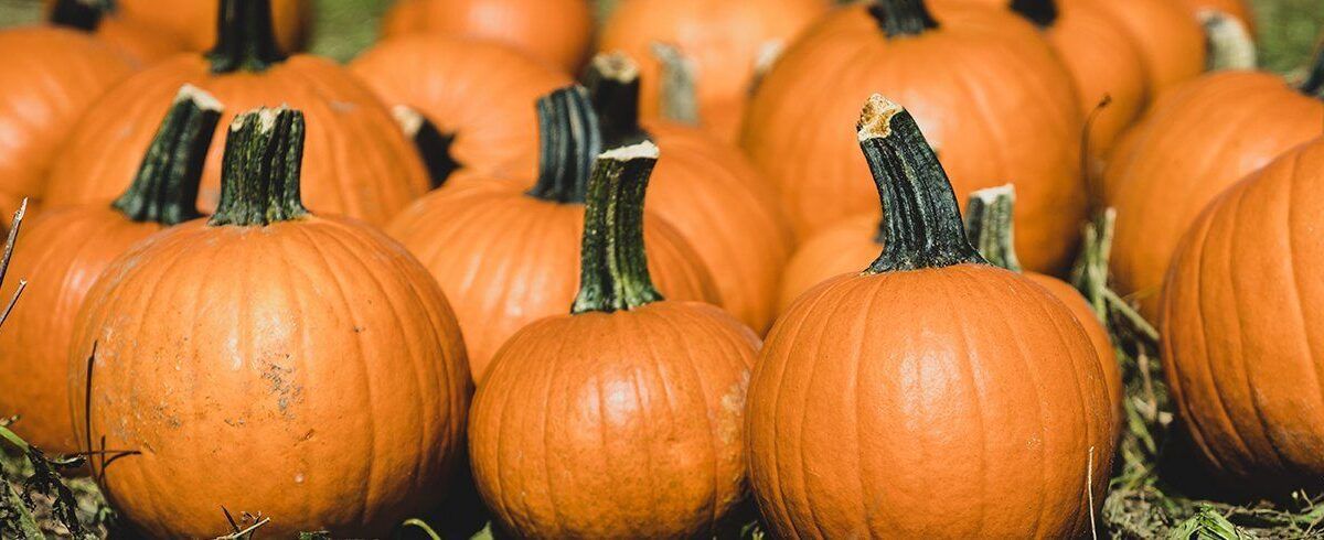 what to do in the garden in October
