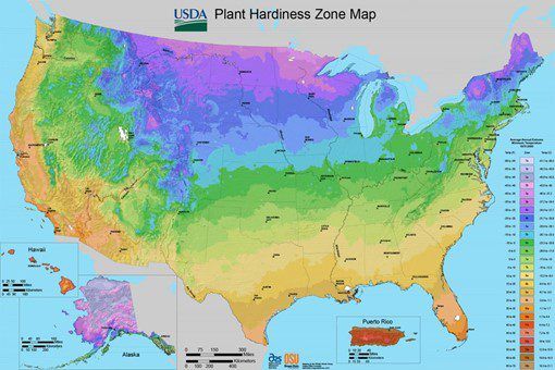 planting bare fruit trees garden map