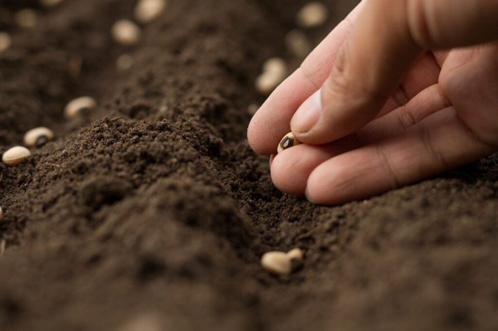 What to plant in October seeds to sow