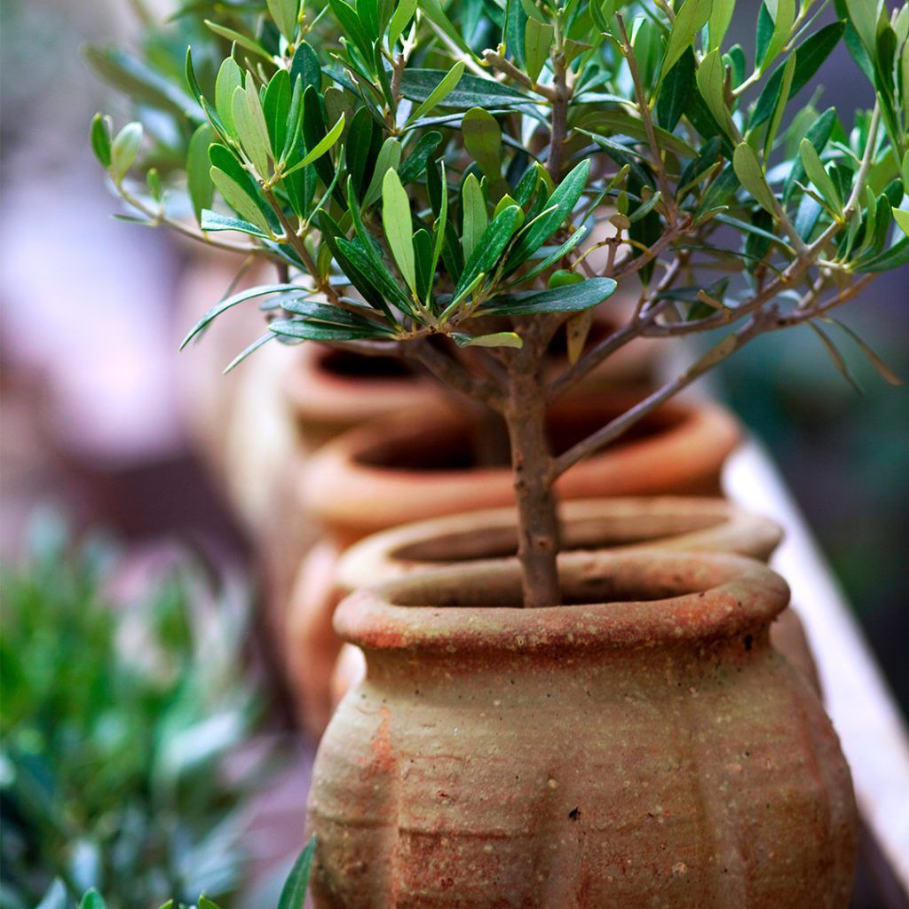 Plastic Swaps in the Garden - Terracotta Pots
