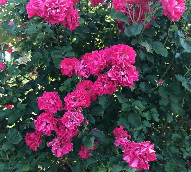 Pink Flowers