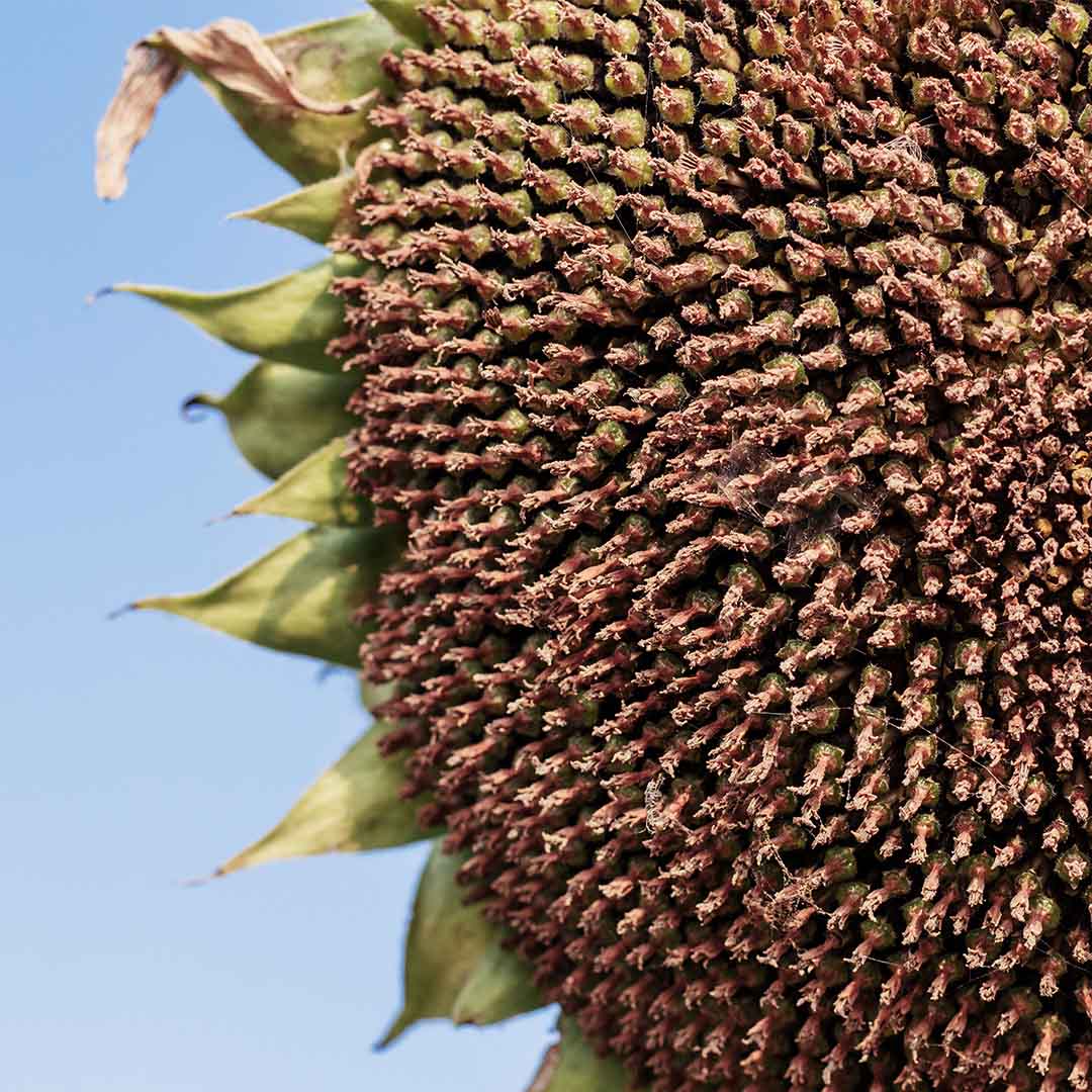 September Gardening Jobs